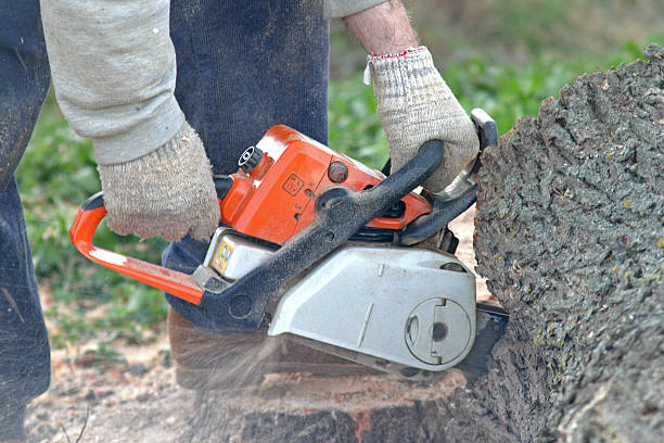Best Commercial Tree Services  in Vancouver, WA