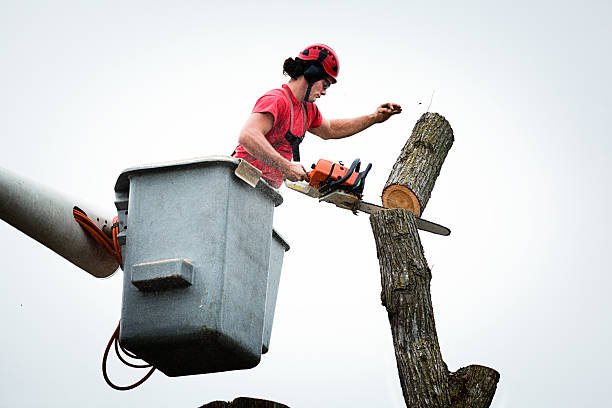 Vancouver, WA Tree Care Company