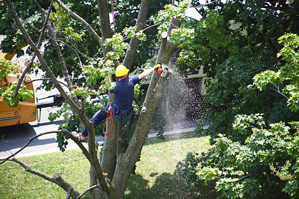 Best Tree Disease Treatment  in Vancouver, WA