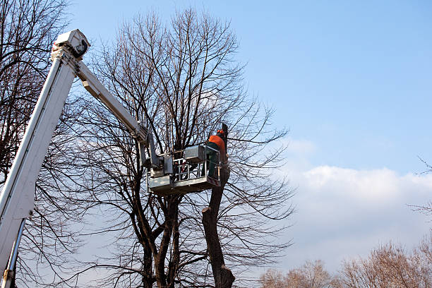 Best Leaf Removal  in Vancouver, WA
