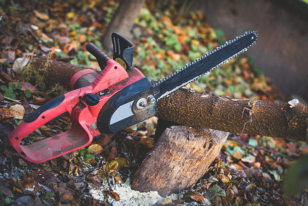 Best Tree Removal  in Vancouver, WA