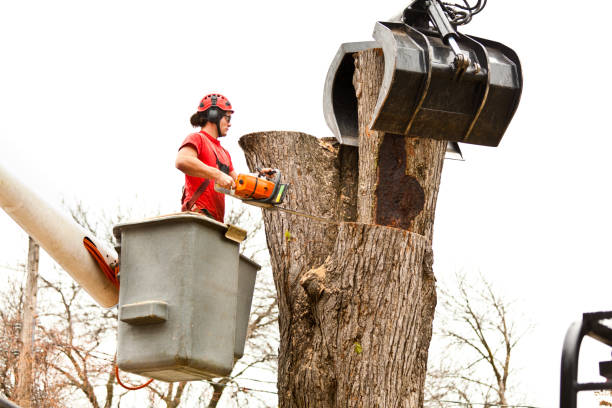 Best Tree Trimming and Pruning  in Vancouver, WA